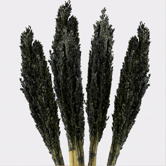 6x Cantal Grass Bunch