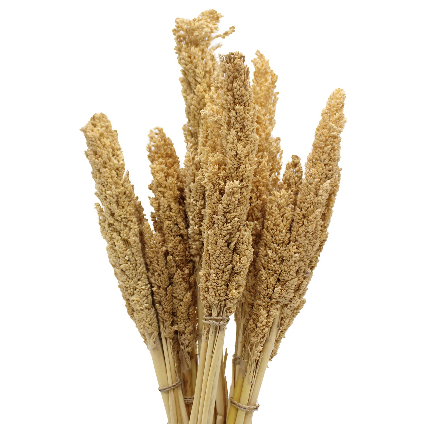 6x Cantal Grass Bunch