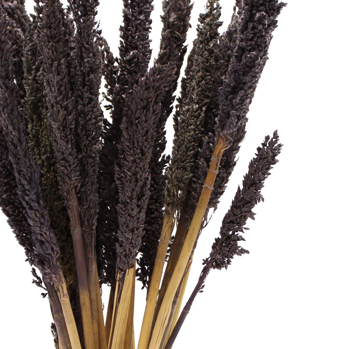 6x Cantal Grass Bunch