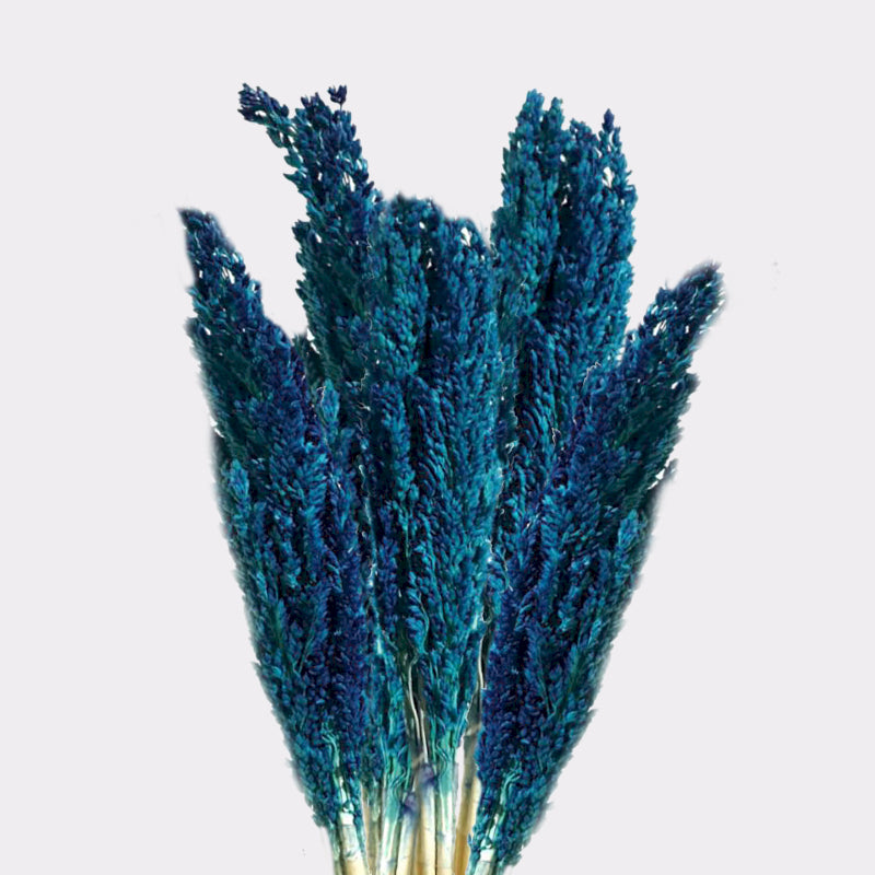 6x Cantal Grass Bunch
