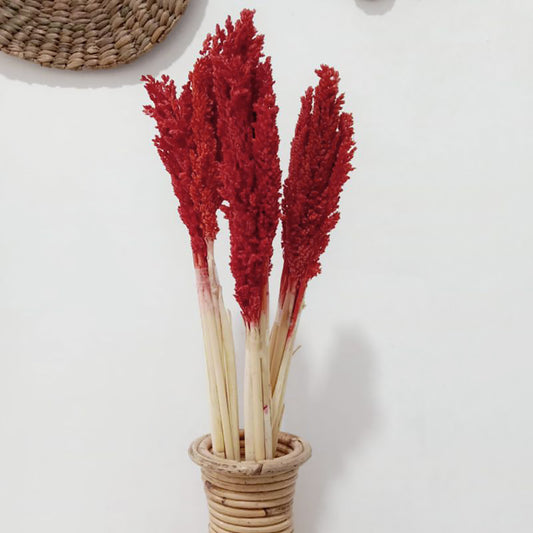 6x Cantal Grass Bunch