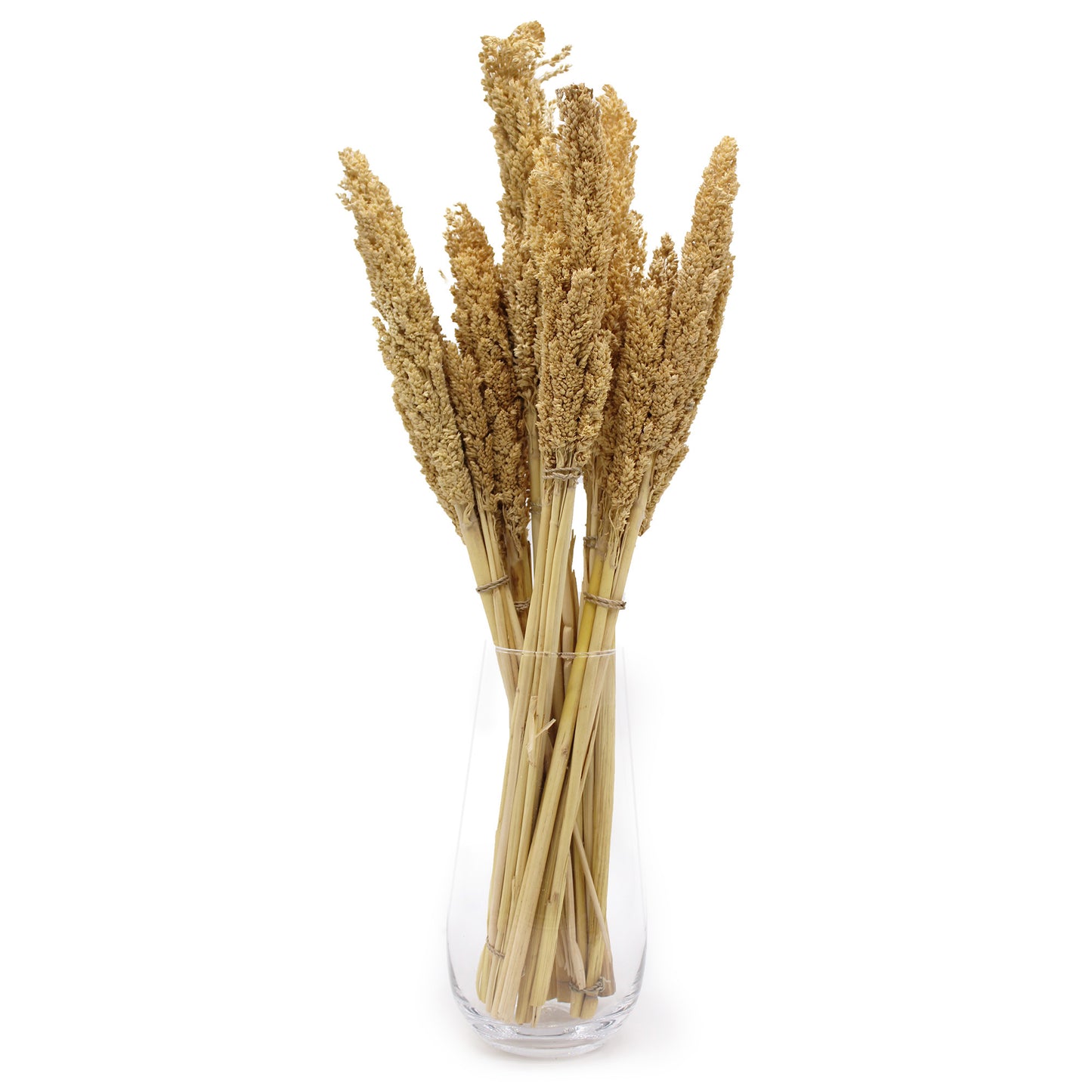 6x Cantal Grass Bunch