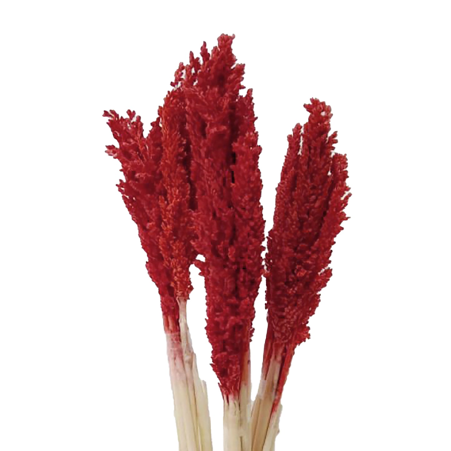 6x Cantal Grass Bunch
